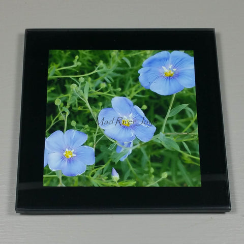 Coasters--Photo Print--Glass--Blue Flax