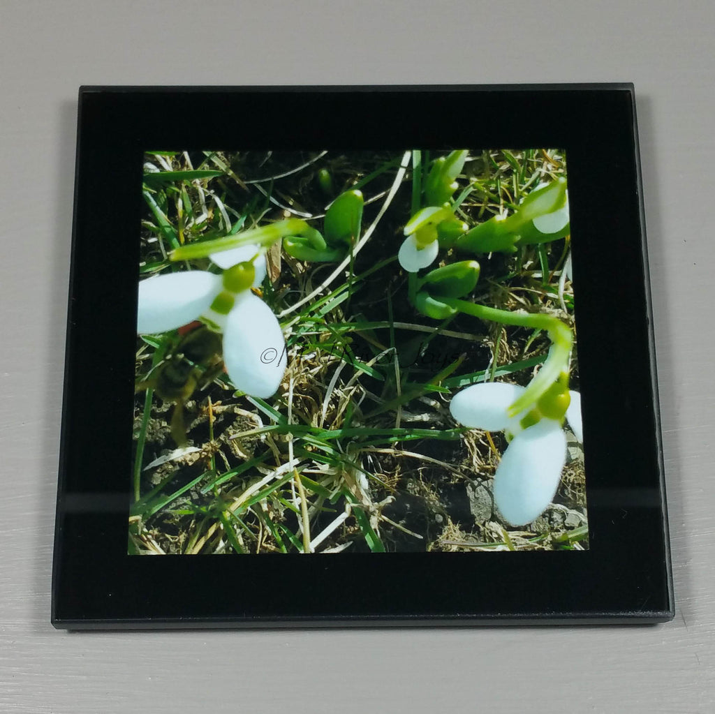Coasters--Photo Print--Glass--Snowdrops
