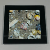 Coasters--Photo Print--Glass--Florida Sea Shells-#2