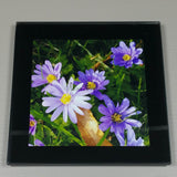 Coasters--Photo Print--Glass--Windflowers