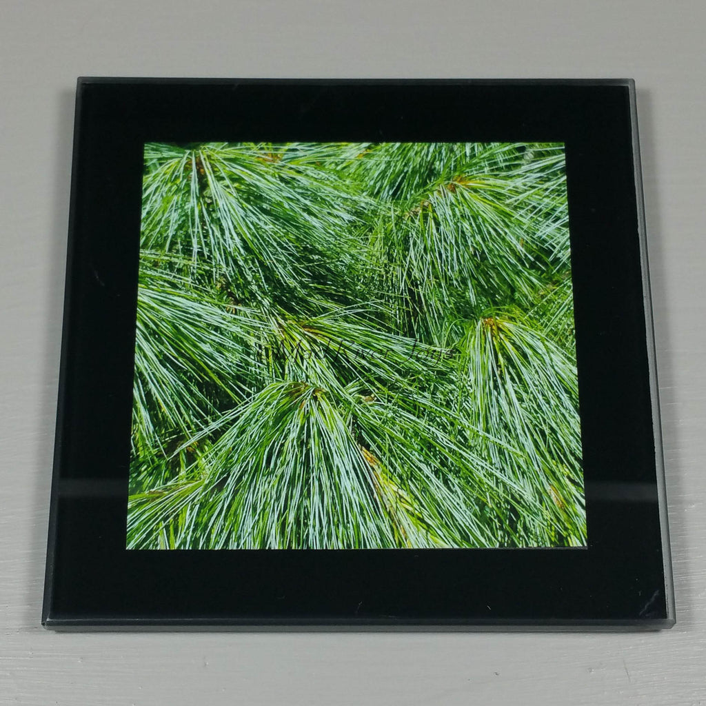 Coasters--Photo Print--Glass--White Pine Tree Needles