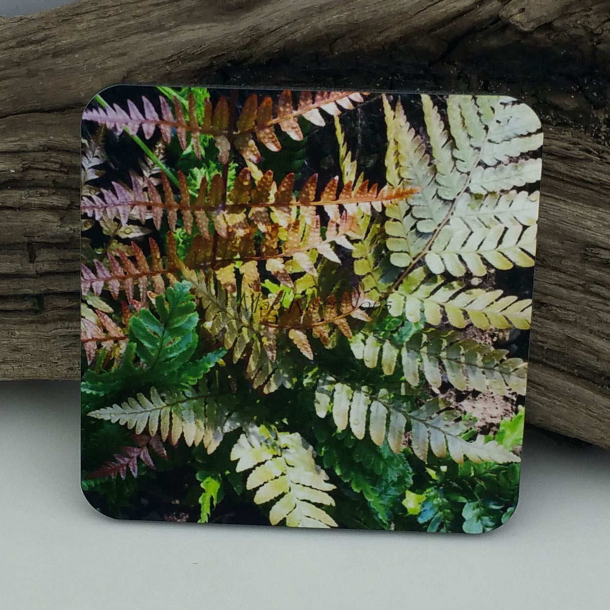 Coaster--Photo Print--Cork--Japanese Autumn Fern