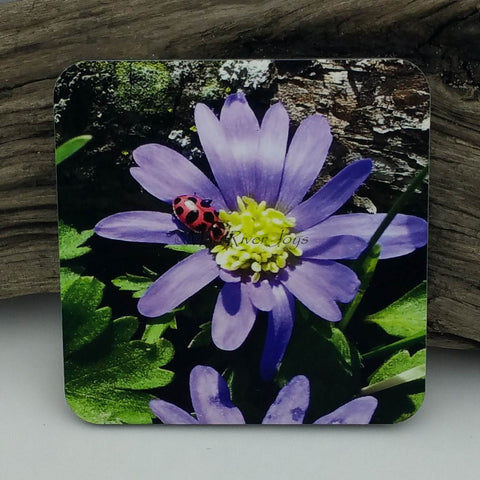 Coaster--Photo Print--Cork--Ladybug on Winter Windflowers