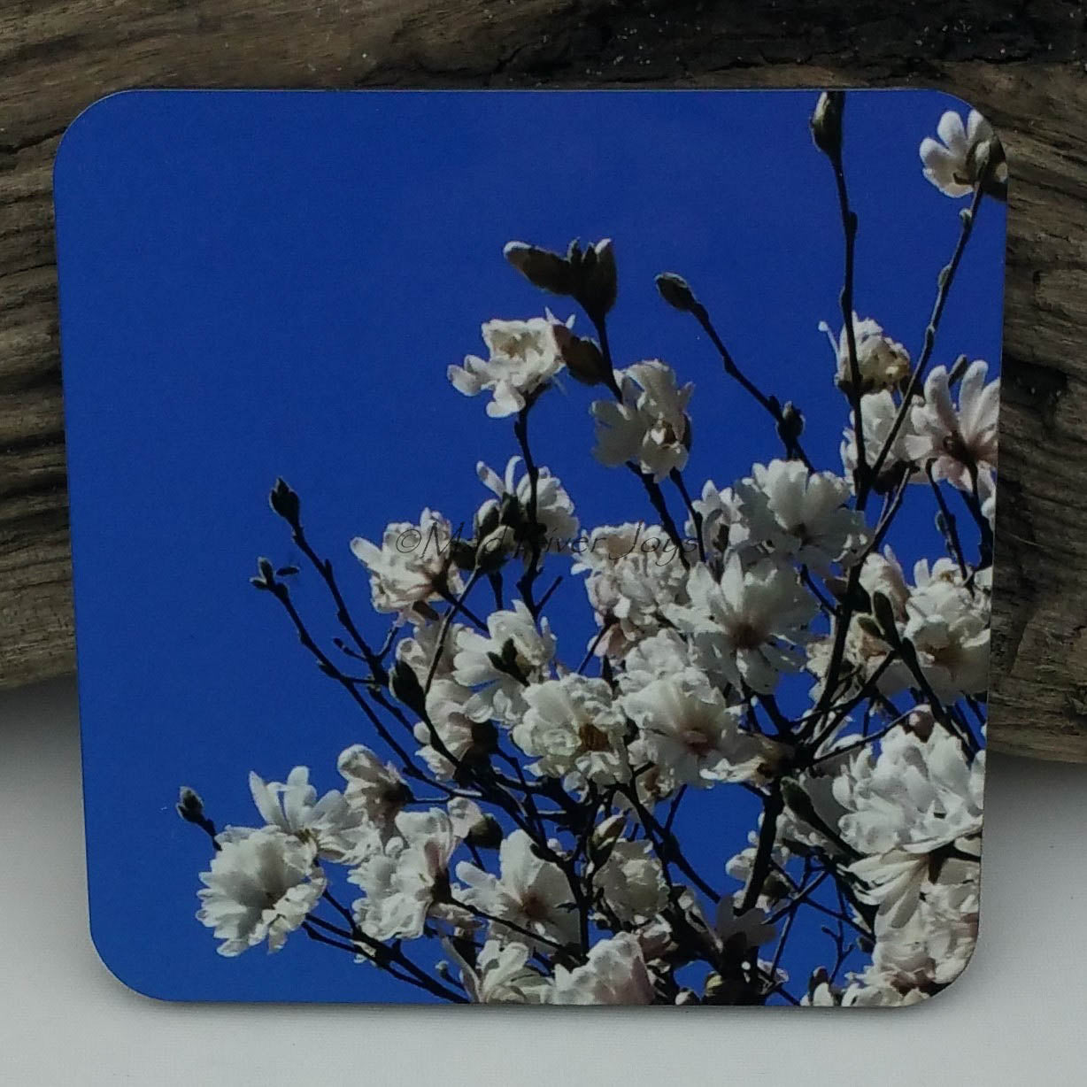 Coaster--Photo Print--Cork--Star Magnolia
