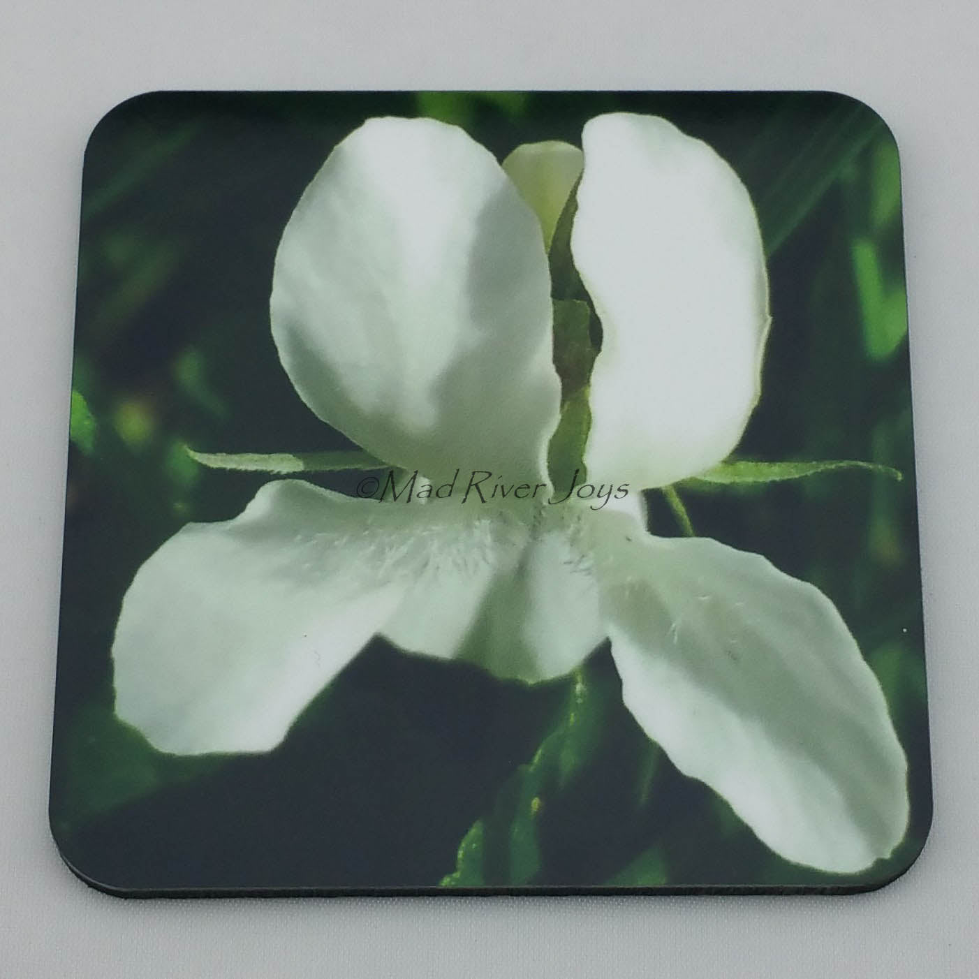 Coaster--Photo Print--Cork--Sweet White Violet