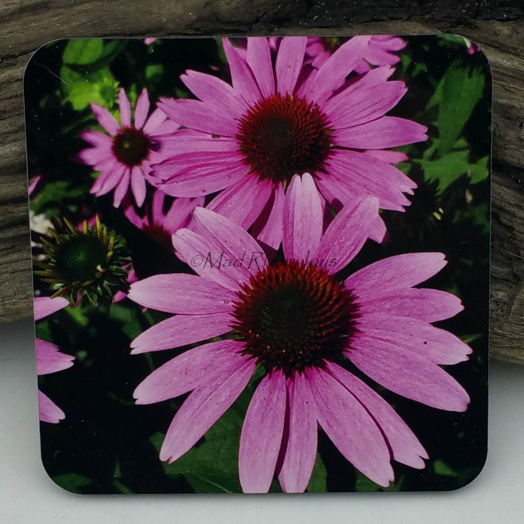 Coaster--Photo Print--Cork--Purple Coneflower