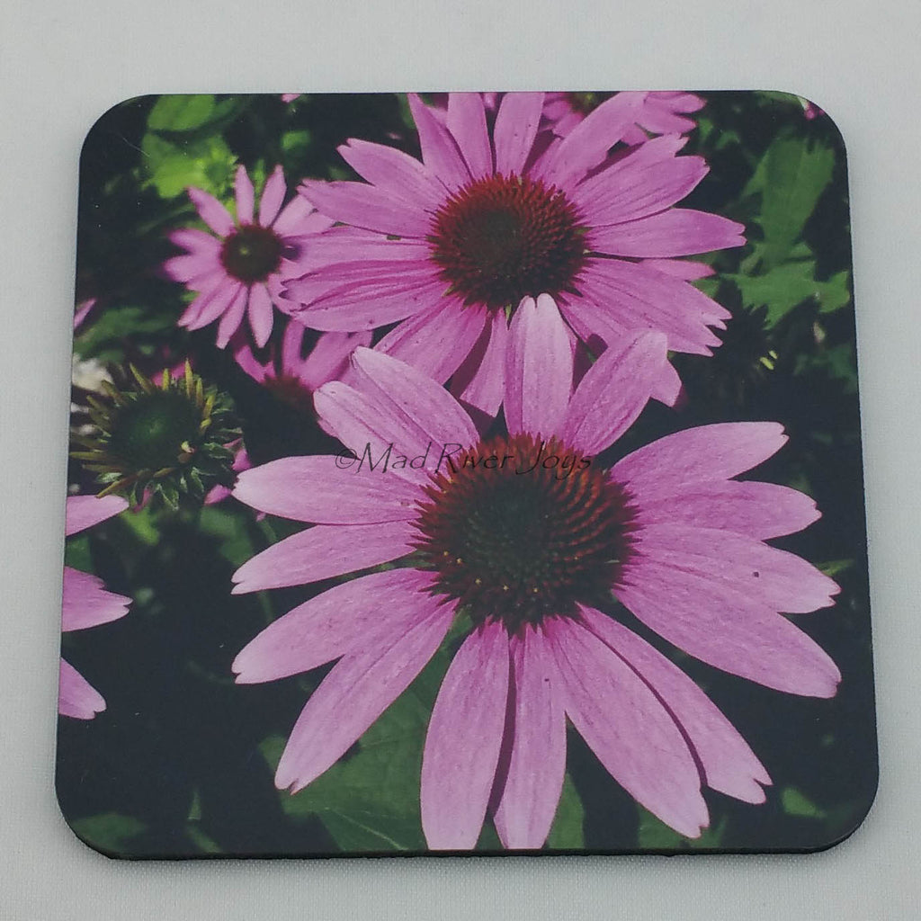 Coaster--Photo Print--Cork--Purple Coneflower