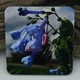 Coaster--Photo Print--Cork--Virginia Bluebells
