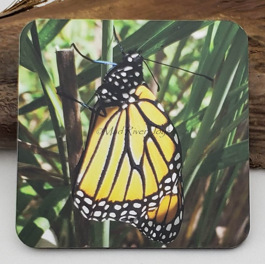 Coaster--Photo Print--Cork--Monarch Butterfly
