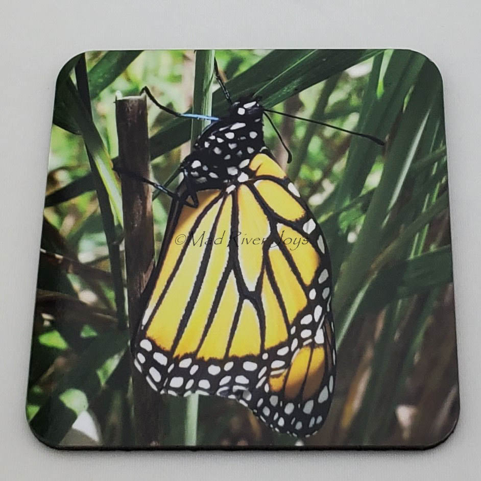 Coaster--Photo Print--Cork--Monarch Butterfly