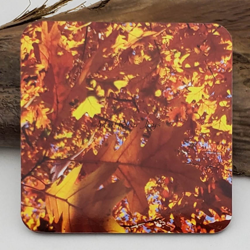 Coaster--Photo Print--Cork--Oak Lights