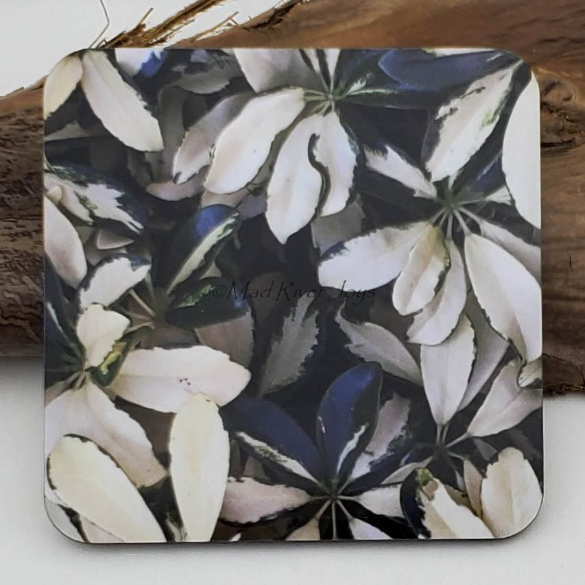 Coaster--Photo Print--Cork--Variegated Umbrella Tree