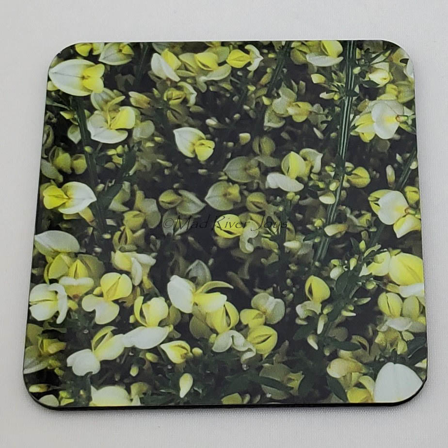 Coaster--Photo Print--Cork--Scotch Broom