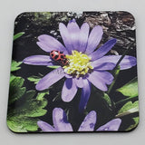 Coaster--Photo Print--Cork--Ladybug on Winter Windflowers